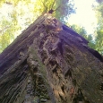 California Redwoods - photo by Russ Carson