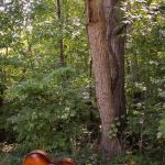 Resting place for a bass at the August 2015 Gettysburg Bluegrass Festival - photo by Frank Baker