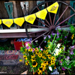 Red Wing Roots 2016 - photo © G. Milo Farineau