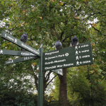 London pigeons in the rain