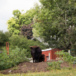Highland cattle keeping watch at the 2016 Old Tone Roots Music Festival - photo © Tara Linhardt