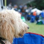 Pooch enjoying Pickin' In The Panhandle (9/8/12) - photo by Eric Tapp