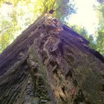 California Redwoods - photo by Russ Carson