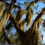 Hanging moss at 2013 Suwanee Springfest - photo © G. Milo Farineau