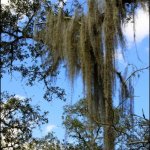 Hanging moss at 2013 Suwanee Springfest - photo © G. Milo Farineau