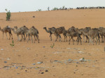 Camels crossing the Mauritanian desert