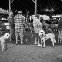 Bluegrass hounds at the gate at Pickin' In Parson 2017 - photo by Jeromie Stephens