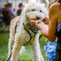 Puppy love at the 2023 Cherokee Bluegrass Festival - photo © Laci Mack