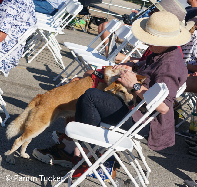 A good boy at the 2023 Bluegrass & Chill Festival -  photos © Pamm Tucker