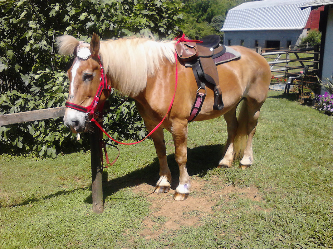 Belle, Donna's first Belgian draft horse